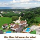 안면애견펜션프리독 이미지