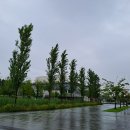 8월28일(월) 비오는 서울식물원 호수 이미지