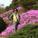 송광사&벚꽃길 이미지