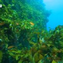 독도앞바다 이미지