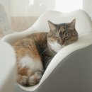 코코래빗대구노변점 | 아기소파 꼭 필요할까 사용시기 뒹굴러 일룸 코코리에또 아기소파 고양이들도 좋아하는 국민육아템