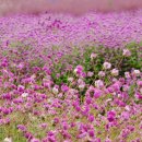 영주 천운정 이미지