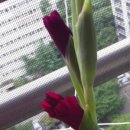 마이러브기타