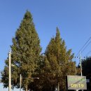 메타세콰이어길 | 충남 공주 애견 동반 여행 메타세콰이어길 방문 후기