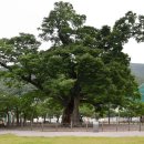 ㈜느티나무 이미지