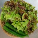 동강포도원펜션 이미지