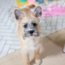 24시 라인동물의료센터 이미지