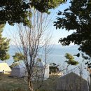 지중해 | 전남 애견동반 캠핑장 추천 [보성 지중해 캠핑 야영장] 다녀온 후기 명당자리팁