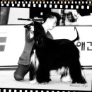 골든블랙123 이미지