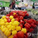 파프리카