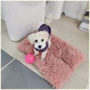 메가펫 애견호텔 이미지