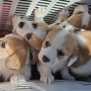 리틀파우스 이미지