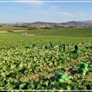 화원 청용리 이미지