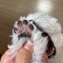 초보들도 강아지 셀프미용 도전! 디클펫 진공 흡입 미용기로 강아지 셀프 위생미용 해본 후기