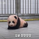 루이바오랑 너무 닮은 막내바오🐼🩵 이미지