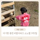 둥둥목장 | 아기랑 홍천 여행 소노벨 비발디파크 1박2일 양떼목장 오션월드