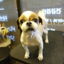 보우동물병원 이미지