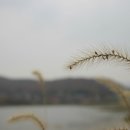 강지풀 이미지