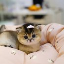 부산고양이분양 모나미네코 동래점 | 골드 브리티쉬 먼치킨 / 부산 고양이 분양 / 부산 브리티쉬 먼치킨 분양 / 모나미네코 😻