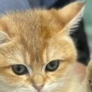 손대하 동물병원 이미지