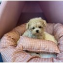 도그트랜드 이미지