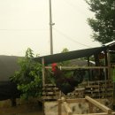 우리집토종닭 이미지