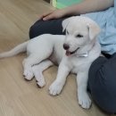 하쿠나마타타 이미지