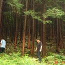 편백숲황토팬션 이미지