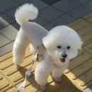 뽀송뽀송강아지미용실 | 서면 애견 미용 내돈내산 강아지미용실 6번째 방문 추천 도그드림(대견하개)
