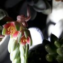 꽃의계절 이미지