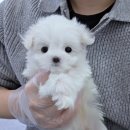 드림독 | 인천말티즈분양 드림독 인천 에서 상담 후기 ㅣ 초보 보호자도 가능한 이유