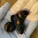 이미개 농장 이미지