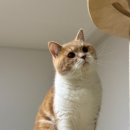 냥이네 목욕탕 이미지