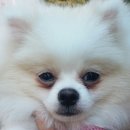 설빙홍성점 이미지