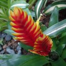 아나나스 이미지