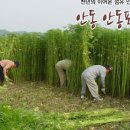 안동포농촌체험