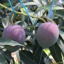 대동농장 이미지