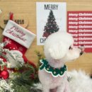 댕구살롱 이미지