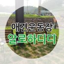 알로하디디 | 수원 근교 애견 운동장 : "알로하 디디" 애견카페 솔직후기