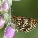 금주 세계 최고의 야생동물 사진: 어미 잃은 느림보곰, 헤엄치는 하마, 건방진 뉴포리스트 당나귀 이미지