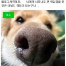 까사푸드 | [필리핀/보홀] 1탄 : 보홀 숙소 추천 라 까사 디 베아트리체 후기 • 보홀 맛집 점보크랩 내돈내산 솔직...