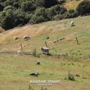 아카로아 이미지