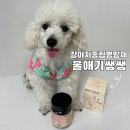 랩스코리아 | 강아지 피부 영양제 종합영양제 디어랩스 울애기쌩쌩으로 관리시작