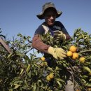 통일농민농장 이미지