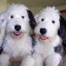 강동24시SKY 동물병원 이미지