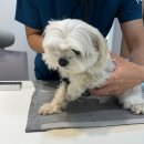 작은 친구 동물병원 | [인천 송도] 강아지 건강검진 추천! <호랑이동물병원>