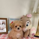르달링 이미지