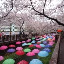 3월28(토)~29(일) 1박2일/호텔숙박 진해 벚꽃축제 &amp; 경주 보문호 벚꽃길 신청하세요~ 이미지