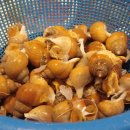 뱃고동 민박 이미지