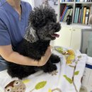 포인트독 | 피부에좋은사료 닥터독 베츠초이스 피부모질 플러스 급여 후기 | 간식처럼 잘 먹은 알러지사료!